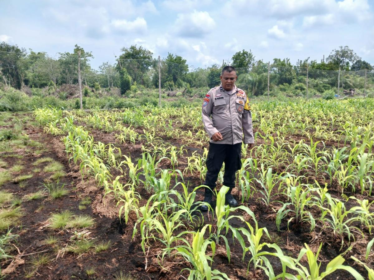 Dukung Swasembada Pangan, Polsek Bengkalis Laksanakan Pemantauan dan Perawatan Jagung Pipil 
